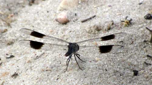 Dragonfly, Nyerere National Park